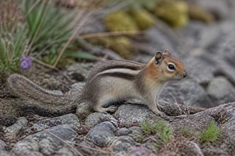 Image of a Sonoma Chipmunk in its natural habitat