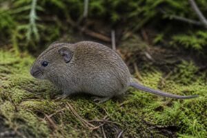 Image of a Sonoma Tree Vole in its natural habitat