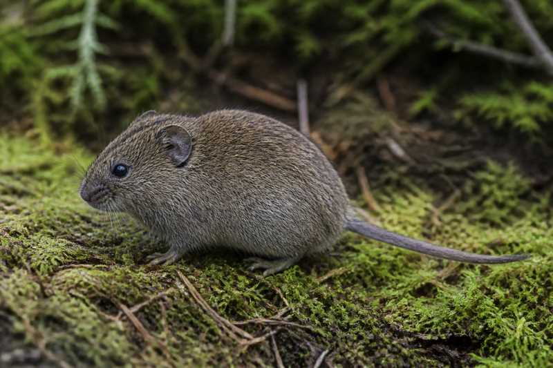 Image of a Sonoma Tree Vole in its natural habitat