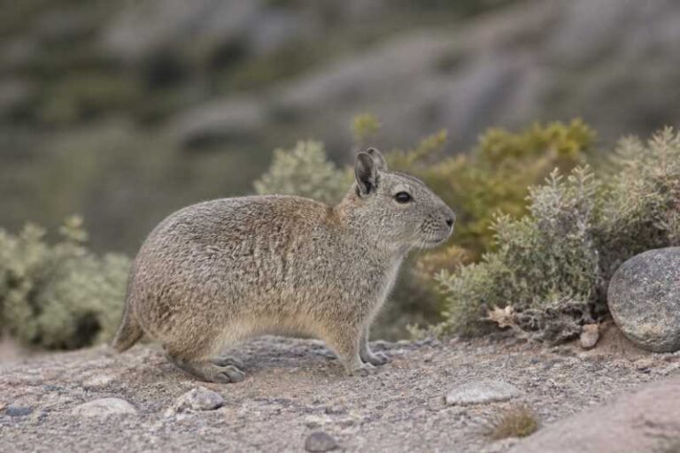 Image of a Sorojchi Mountain Cavy in its natural habitat