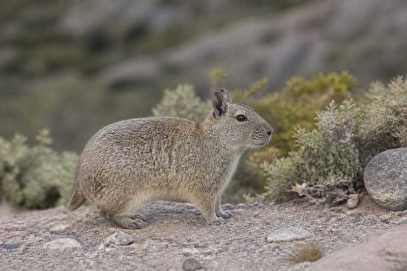 Image of a Sorojchi Mountain Cavy in its natural habitat