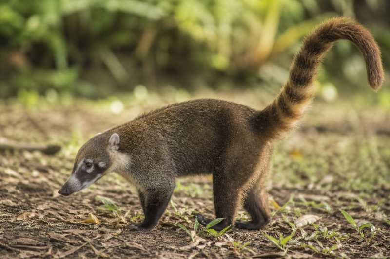 Image of a South American Coati in its natural habitat