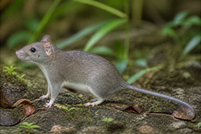 Image of a South China White-bellied Rat in its natural habitat