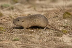 Image of a Southeastern Pocket Gopher in its natural habitat