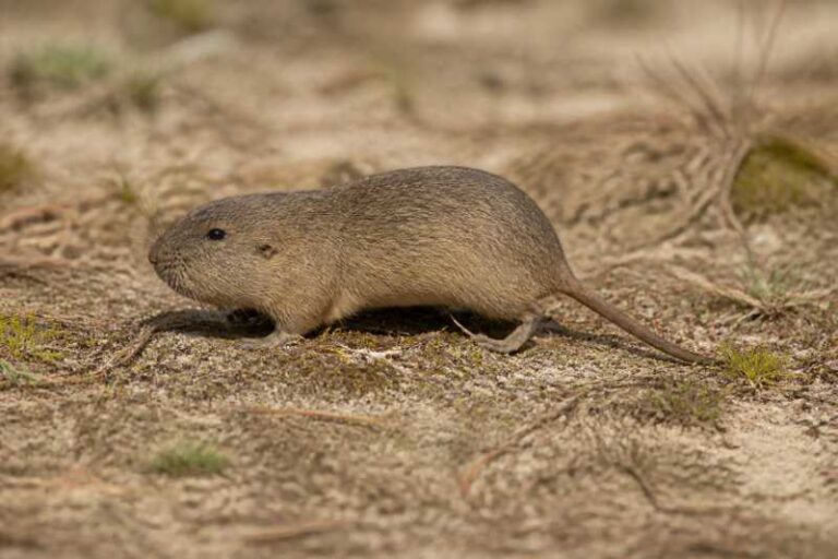 Image of a Southeastern Pocket Gopher in its natural habitat
