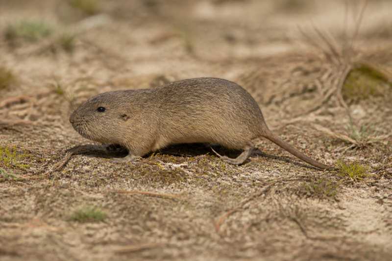 Image of a Southeastern Pocket Gopher in its natural habitat