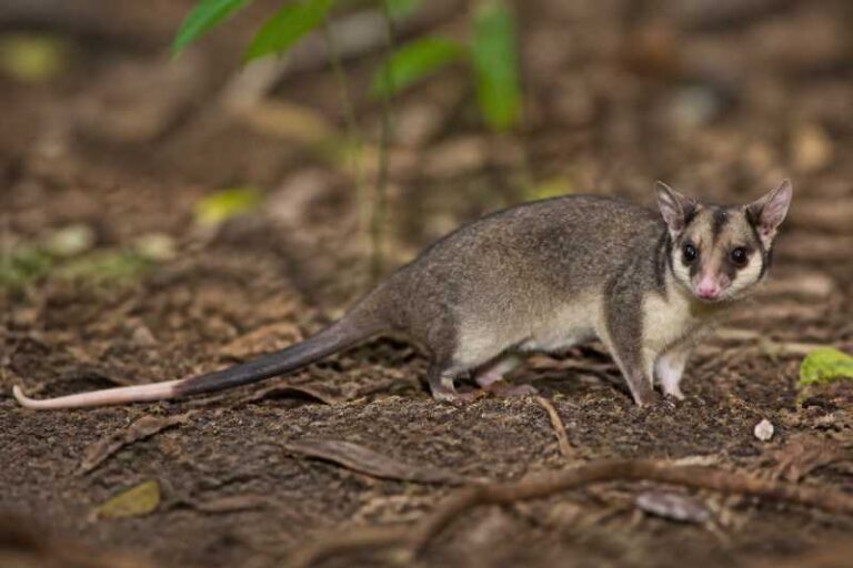 Image of a Southeastern Woolly Mouse Opossum in its natural habitat