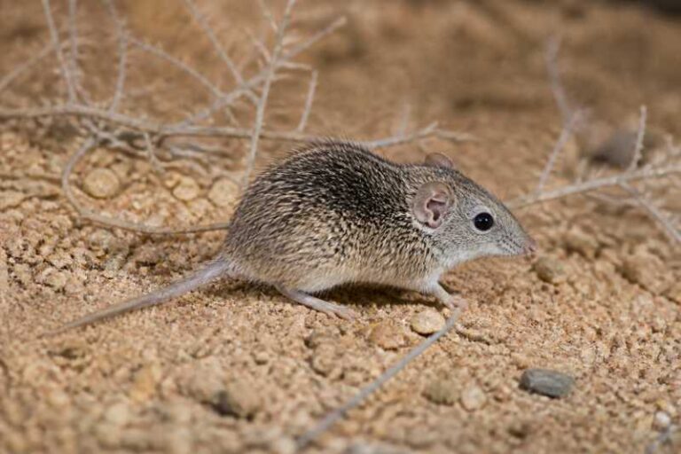 Image of a Southern African Spiny Mouse in its natural habitat