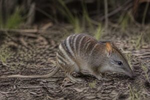 Image of a Southern Barred Bandicoot in its natural habitat