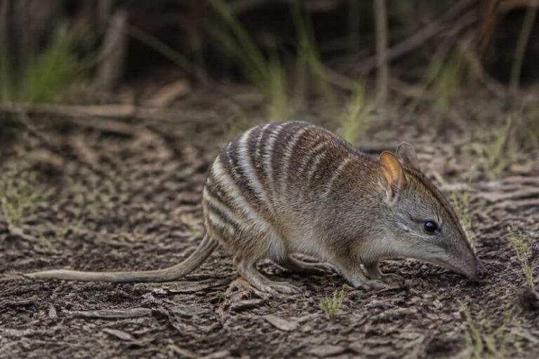 Image of a Southern Barred Bandicoot in its natural habitat