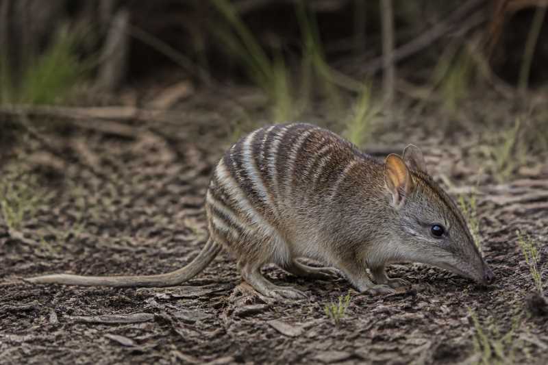 Image of a Southern Barred Bandicoot in its natural habitat