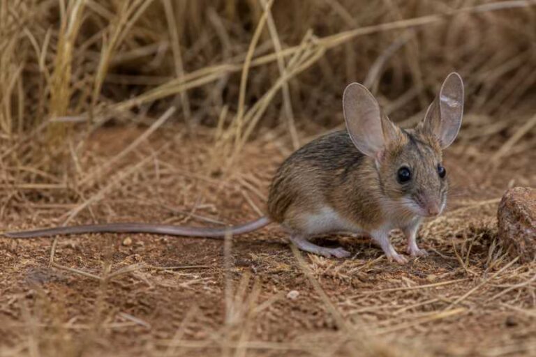 Image of a Southern Big-eared Mouse in its natural habitat