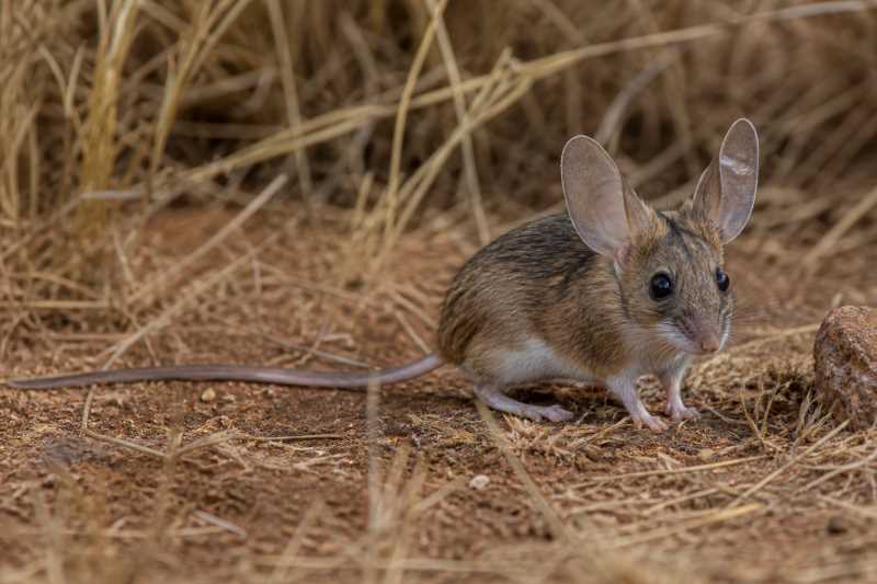 Image of a Southern Big-eared Mouse in its natural habitat