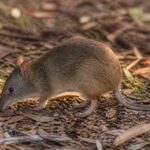 Image of a Southern Brown Bandicoot in its natural habitat