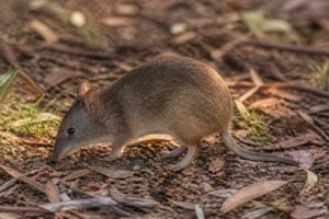 Image of a Southern Brown Bandicoot in its natural habitat
