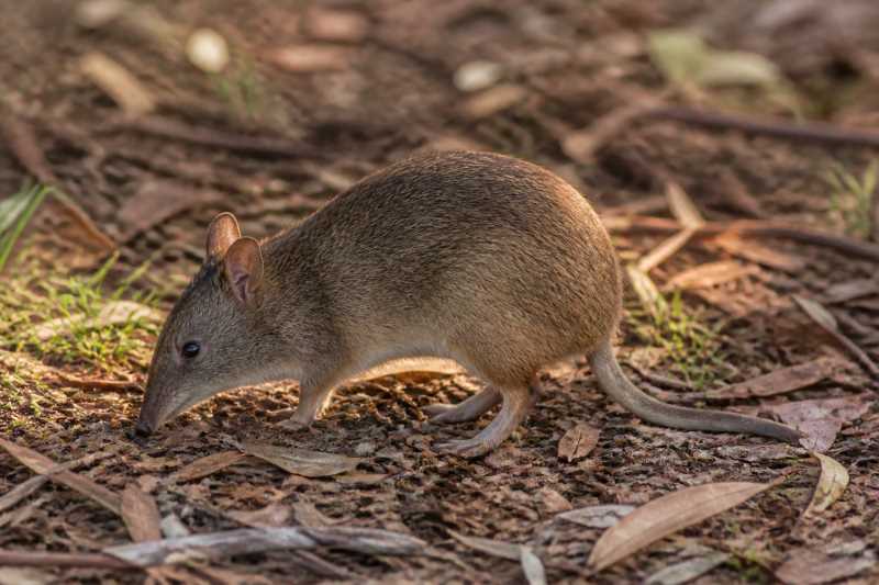 Image of a Southern Brown Bandicoot in its natural habitat