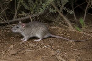 Image of a Southern Climbing Rat in its natural habitat