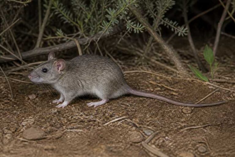 Image of a Southern Climbing Rat in its natural habitat