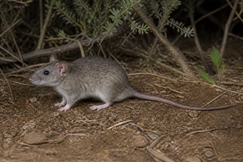 Image of a Southern Climbing Rat in its natural habitat