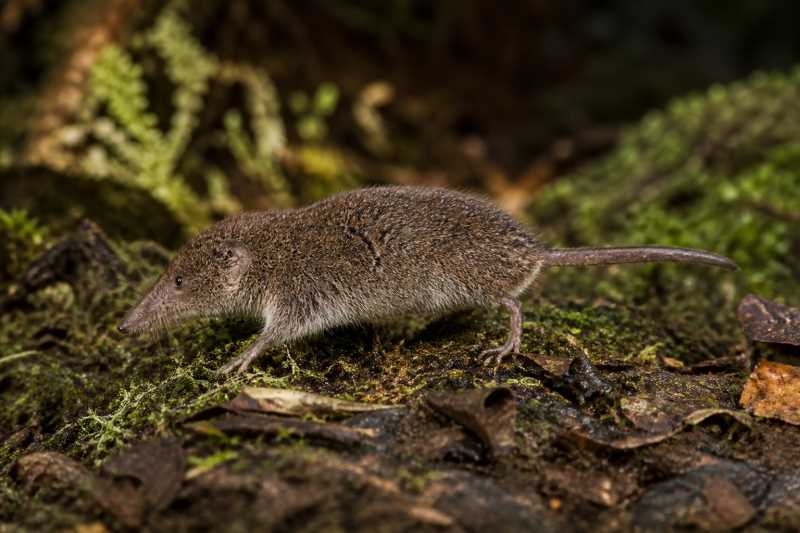 Image of a Southern Colombian Small-eared Shrew in its natural habitat
