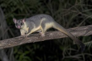 Image of a Southern Greater Glider in its natural habitat