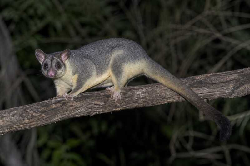 Image of a Southern Greater Glider in its natural habitat