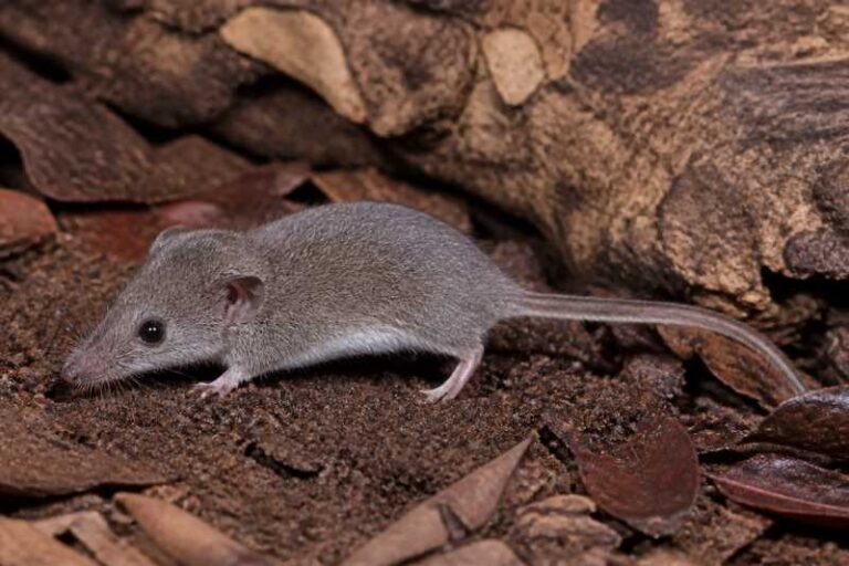 Image of a Southern Groove-toothed Shrew Mouse in its natural habitat