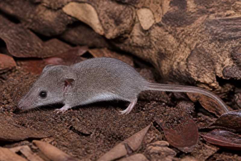 Image of a Southern Groove-toothed Shrew Mouse in its natural habitat