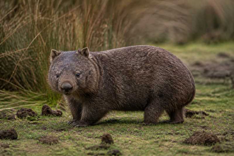 Image of a Southern Hairy-nosed Wombat in its natural habitat
