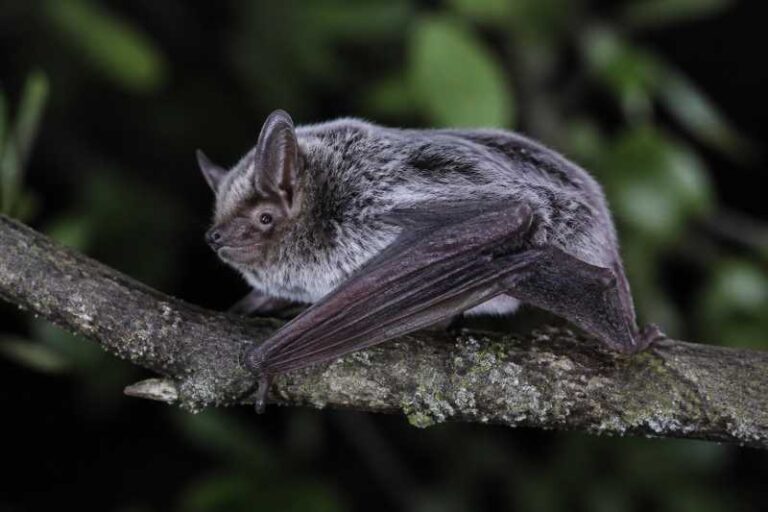 Image of a Southern Hoary Bat in its natural habitat