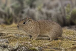 Image of a Southern Mountain Cavy in its natural habitat