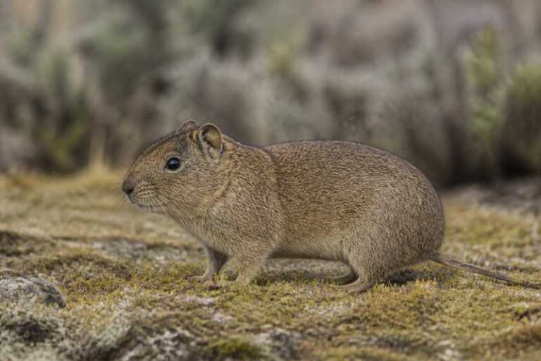 Image of a Southern Mountain Cavy in its natural habitat
