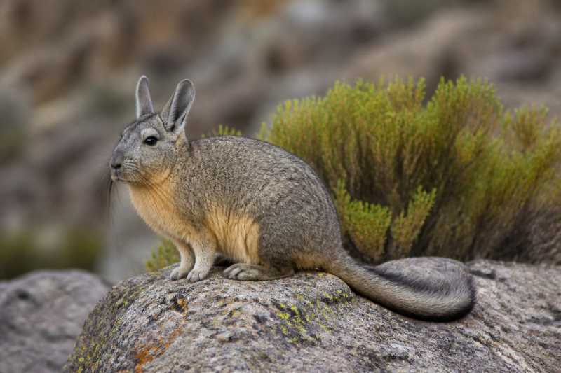 Image of a Southern Mountain Viscacha in its natural habitat