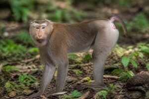 Image of a Southern Pig-tailed Macaque in its natural habitat