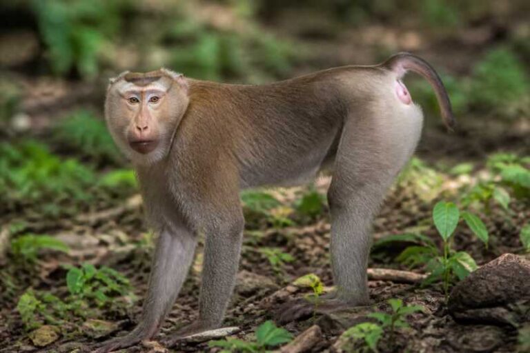Image of a Southern Pig-tailed Macaque in its natural habitat