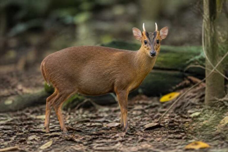 Image of a Southern Red Muntjac in its natural habitat