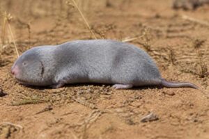 Image of a Southern Silvery Mole-rat in its natural habitat