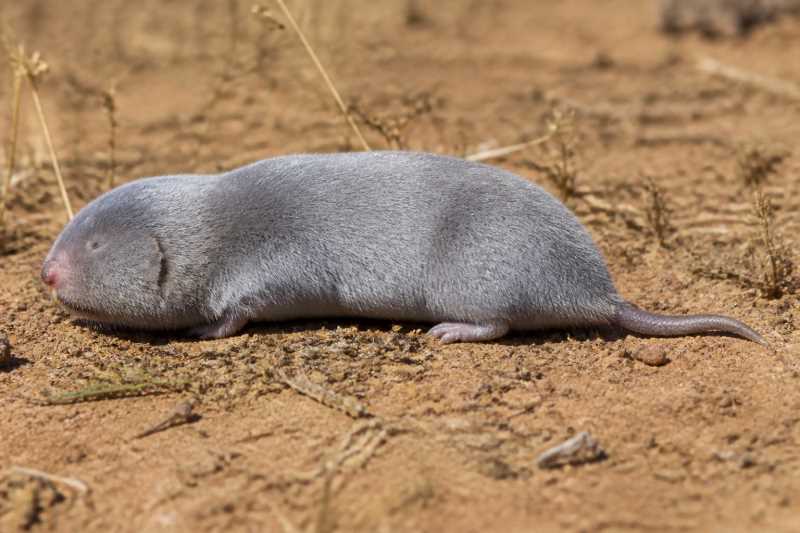Image of a Southern Silvery Mole-rat in its natural habitat