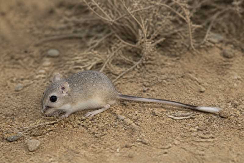 Image of a Southern Sinaloan Pocket Mouse in its natural habitat