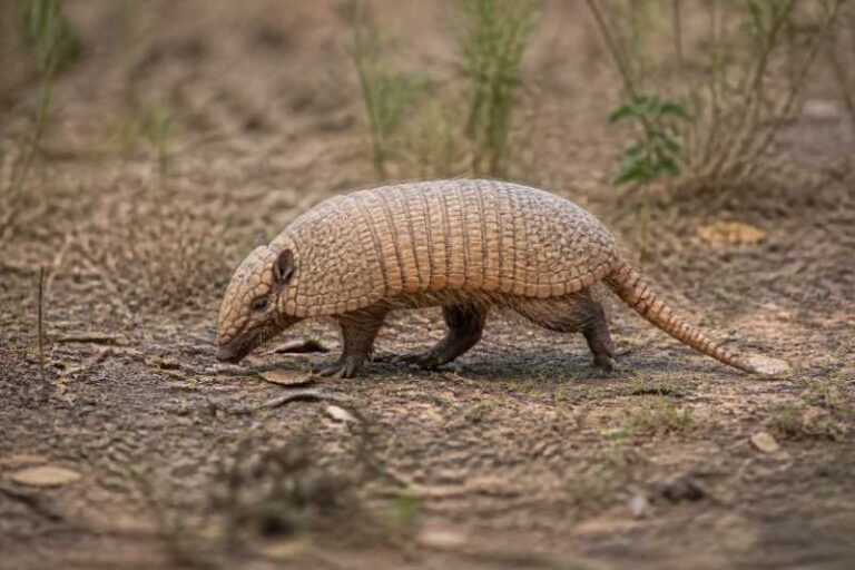 Image of a Southern Three-banded Armadillo in its natural habitat