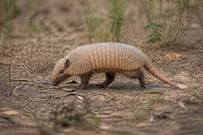 Image of a Southern Three-banded Armadillo in its natural habitat