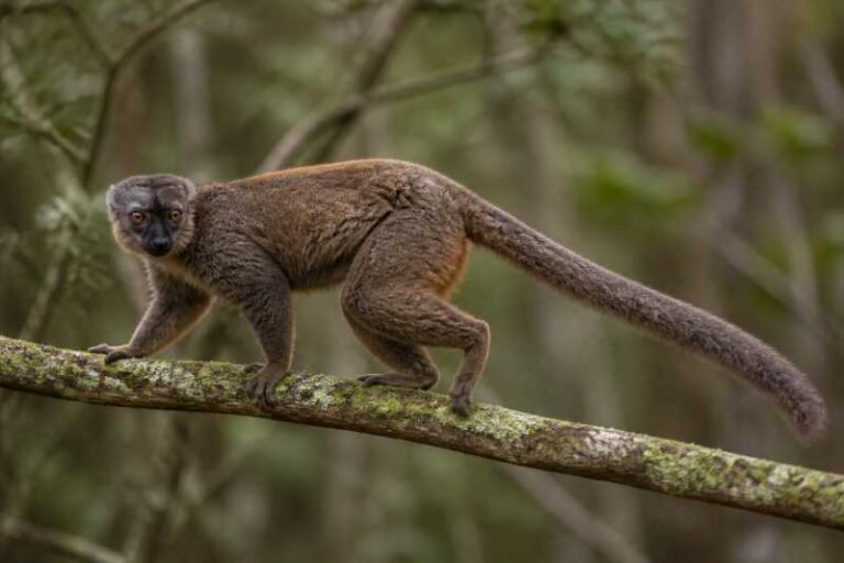 Image of a Southern Woolly Lemur in its natural habitat