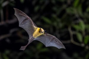Image of a Southern Yellow Bat in its natural habitat