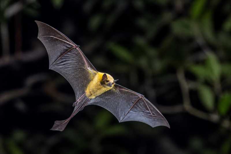Image of a Southern Yellow Bat in its natural habitat