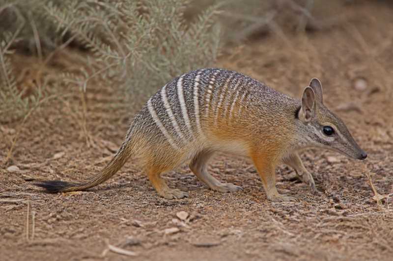 Image of a Southwestern Barred Bandicoot in its natural habitat