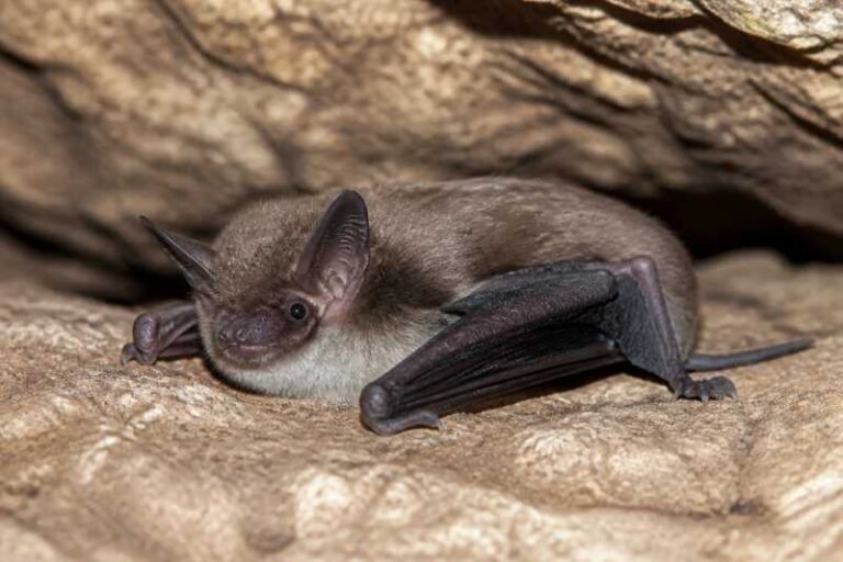 Image of a Southwestern Myotis in its natural habitat