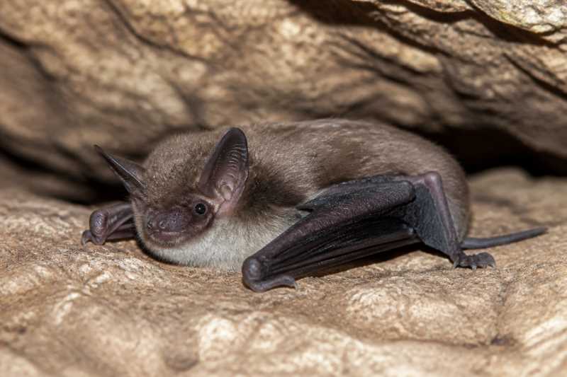Image of a Southwestern Myotis in its natural habitat