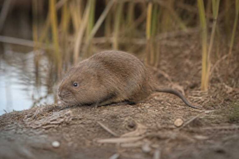 Image of a Southwestern Water Vole in its natural habitat