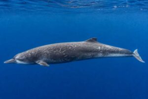 Image of a Sowerby's Beaked Whale in its natural habitat