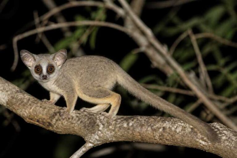 Image of a Spectacled Lesser Galago in its natural habitat